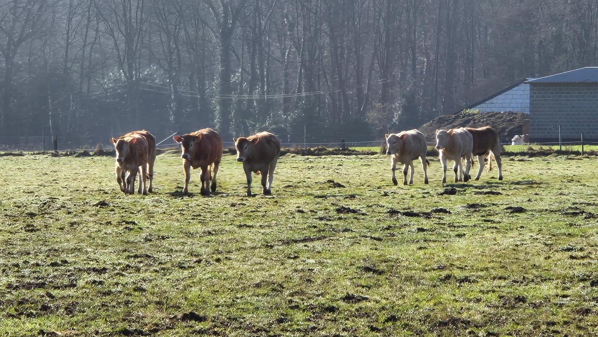 B&B De Dulle Koe Waregem Eksteriør bilde